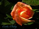 Caribia, Cl. rose photo