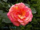 Caribia, Cl. rose photo