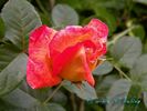 Caribia, Cl. rose photo