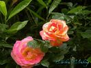 Caribia, Cl. rose photo