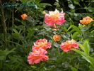 Caribia, Cl. rose photo