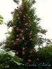 Caribia, Cl. rose photo
