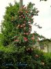 Caribia, Cl. rose photo