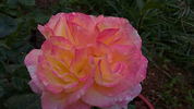 Antigone ® rose photo