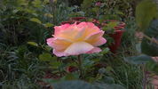 Antigone ® rose photo