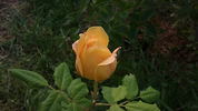 Antigone ® rose photo