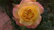 Antigone ® rose photo