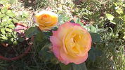 Antigone ® rose photo