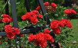 Super Elfin rose photo