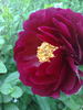 Illini Belle peony photo