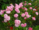 Chick-a-dee rose photo