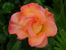 Frivolous Pink rose photo