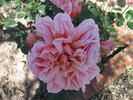 Radiosa rose photo