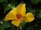 Golden Threshold ™ rose photo