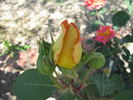 Papilio rose photo