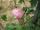 Madame Nobécourt rose photo