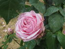 Madame Nobécourt rose photo