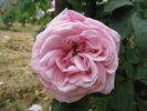 Madame Nobécourt rose photo