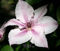 Pink Fantasy clematis photo