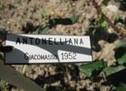 Antonelliana rose photo