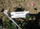 Acqua Cheta rose photo