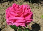 Acqua Cheta rose photo
