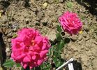 Acqua Cheta rose photo