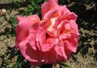 Galleria Borghese rose photo