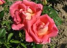 Galleria Borghese rose photo