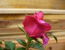 Intrepid Red rose photo
