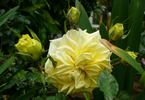 Goldrush rose photo