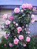 Dearest Climbing rose photo