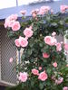 Dearest Climbing rose photo