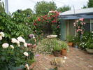 Dearest Climbing rose photo