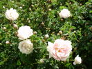 Double Blush rose photo