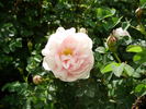 Double Blush rose photo