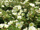 Compactilla rose photo