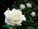 Love Letter® rose photo