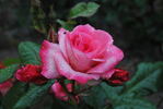 Bobravka rose photo