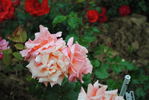 Kristina av Tunsberg rose photo
