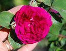 08-02-05 rose photo