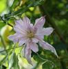 Violet Elizabeth clematis photo