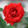 Humanity rose photo