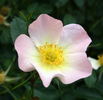 Lord Penzance rose photo