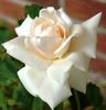 Caledonia, Cl. rose photo
