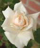 Caledonia, Cl. rose photo