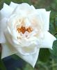 Caledonia, Cl. rose photo