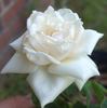 Caledonia, Cl. rose photo