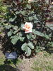 Neville Chamberlain rose photo