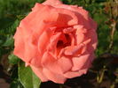 Agatha Christie rose photo